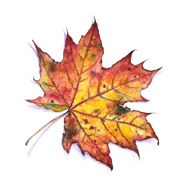Colorful Autumn Leaf Of Maple Hand Painted With Watercolor encequiconcerne Dessin Feuilles D Automne 