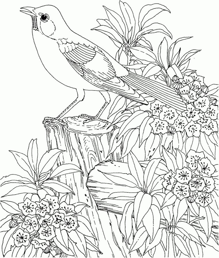 Coloriage À Dessiner Difficile D'Animaux A Imprimer serapportantà Coloriage D Animaux