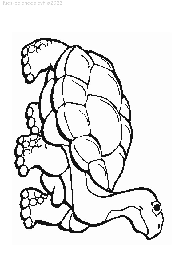 Coloriage À Imprimer Coloriage-Animaux-Zoo-26 avec Coloriage À Imprimer D Animaux 