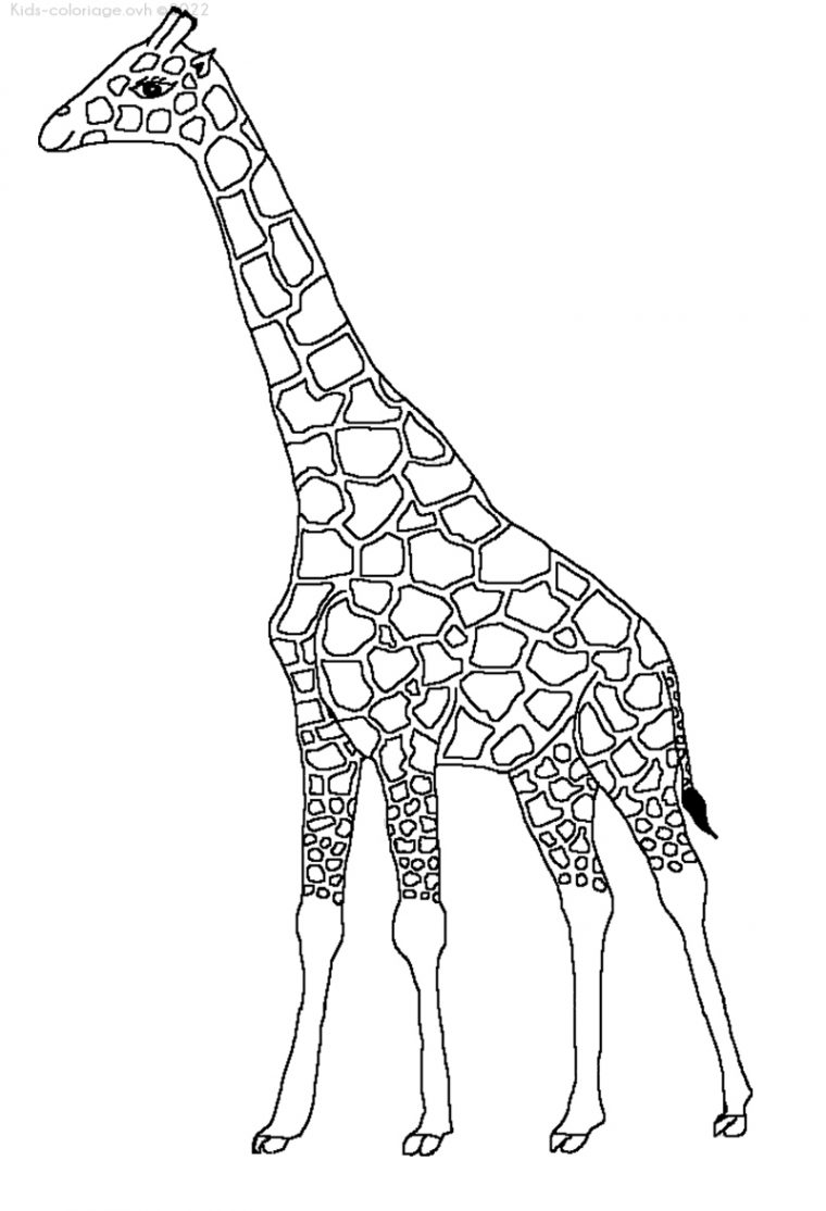 Coloriage À Imprimer Girafe-6 serapportantà Coloriage Jungle À Imprimer