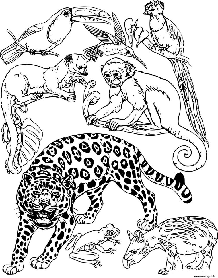 Coloriage Animaux De La Jungle Dessin Animaux De La Jungle intérieur Dessin De Bébé Animaux