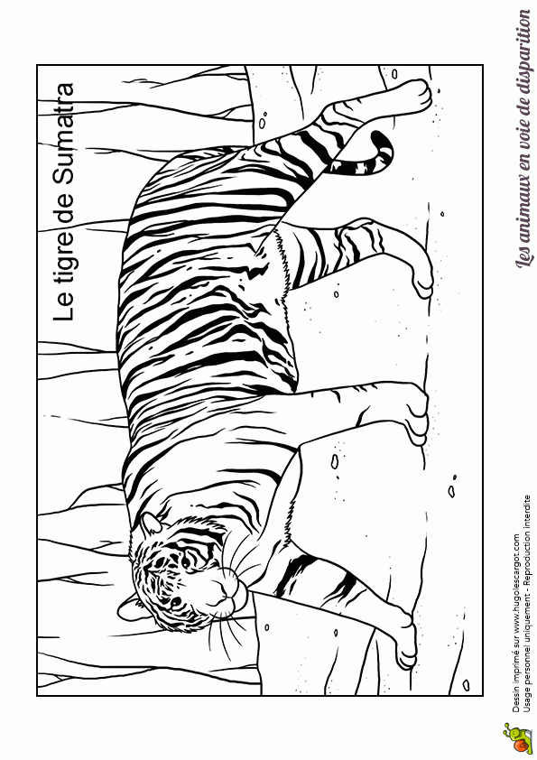 Coloriage Animaux En Danger Tigre De Sumatra à Coloriage Tigre À Imprimer 