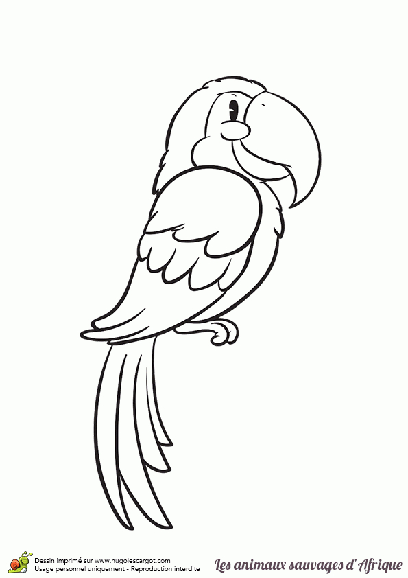 Coloriage Animaux Sauvages D&amp;#039;Afrique Le Perroquet destiné Dessin D Oiseau À Imprimer 