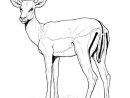 Coloriage Antilope Animal Sauvage Tres Craintif Dessin destiné Coloriage Les Animaux Sauvages