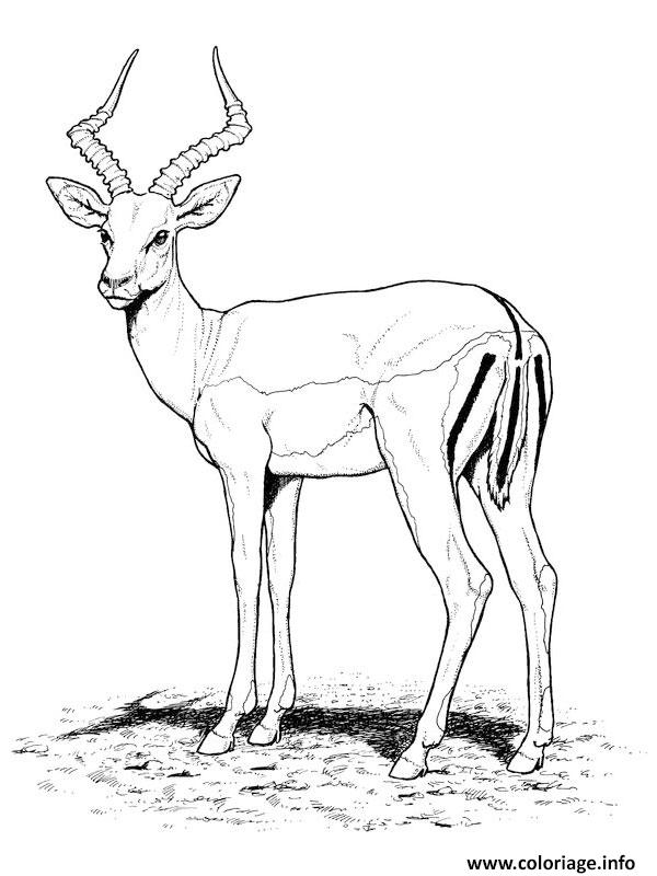 Coloriage Antilope Animal Sauvage Tres Craintif Dessin destiné Coloriage Les Animaux Sauvages 