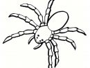 Coloriage Araignée : 30 Dessins À Imprimer Gratuitement destiné Coloriage Araignée
