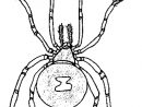 Coloriage Araignée #666 (Animaux) - Album De Coloriages concernant Dessin Araignée