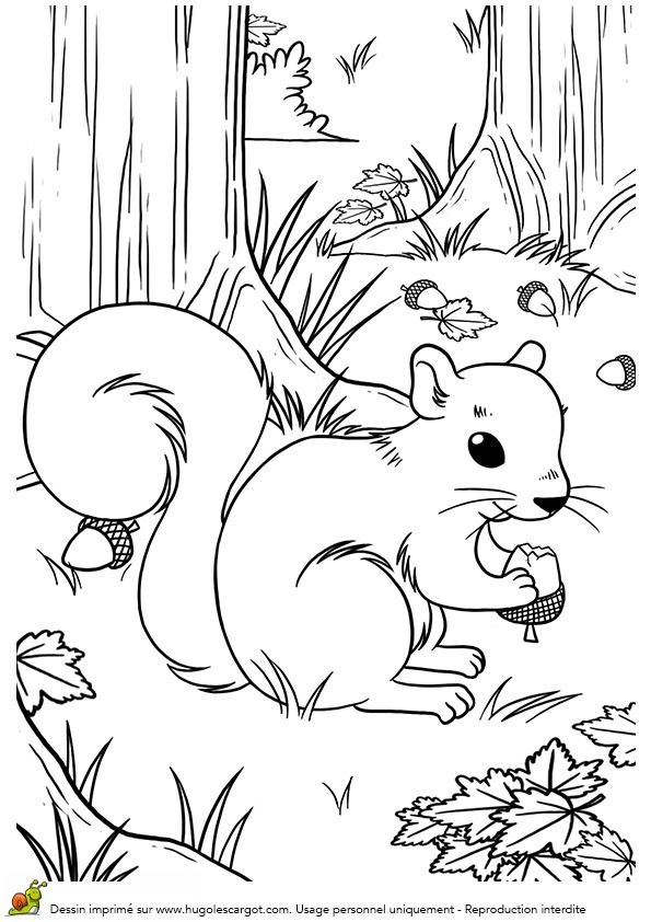 Coloriage Automne Écureuil  Fall Coloring Pages, Squirrel tout Coloriage Automne 