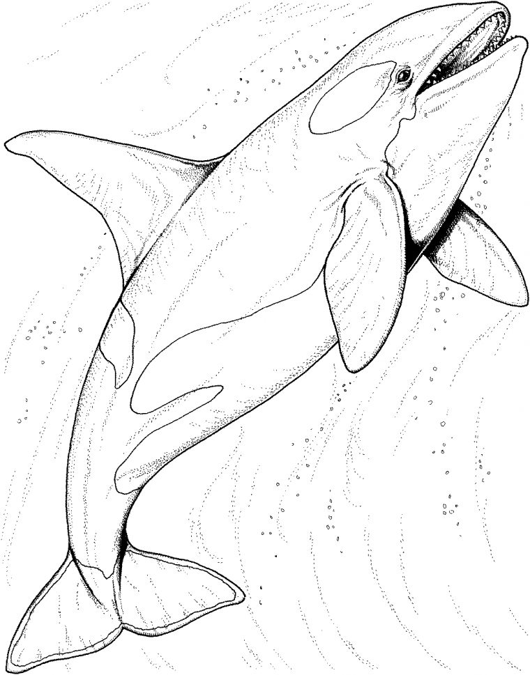 Coloriage Baleine #887 (Animaux) – Album De Coloriages tout Coloriage Baleine