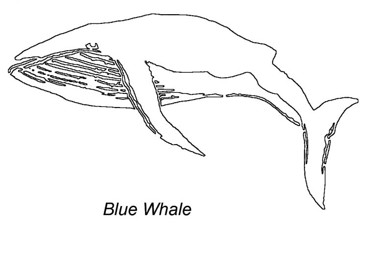 Coloriage Baleine #963 (Animaux) – Album De Coloriages pour Coloriage Baleine