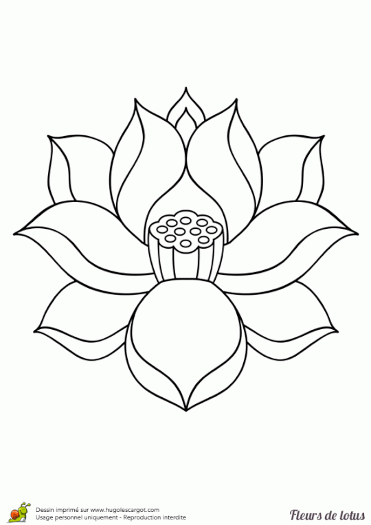 Coloriage Belle Fleur De Lotus  Dessin Fleur De Lotus intérieur Belle Fleur Dessin 