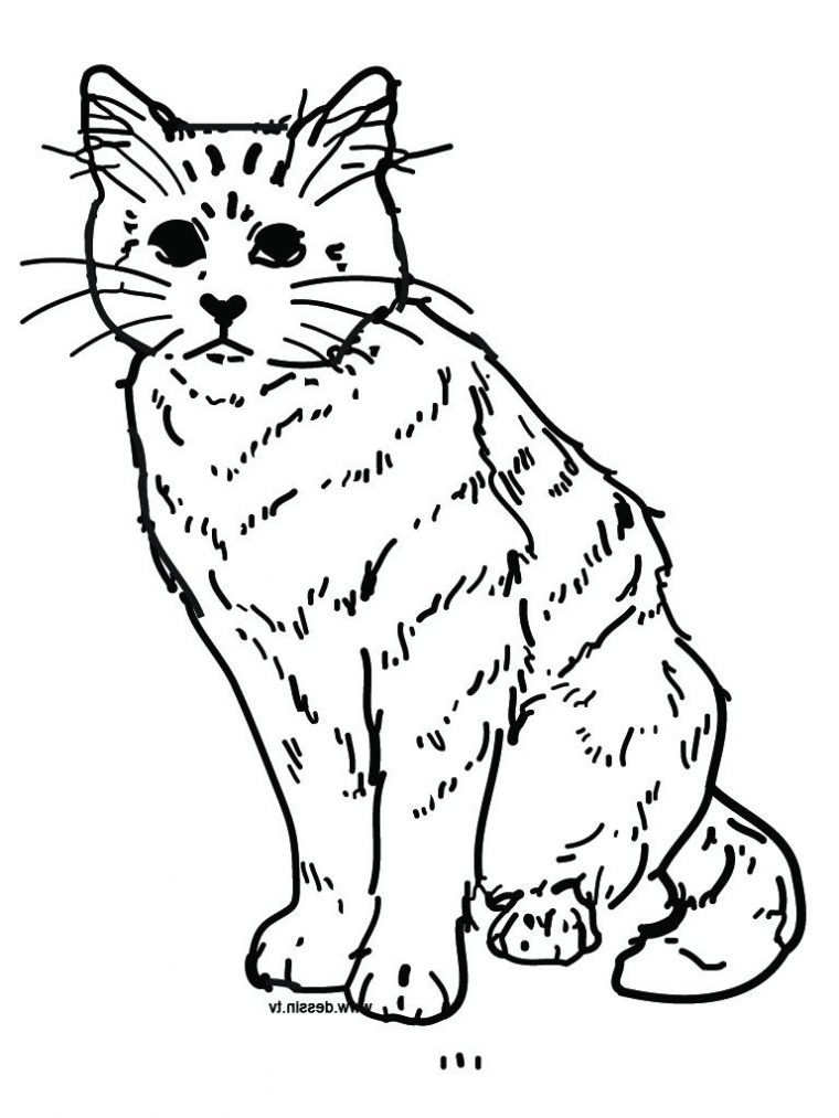 Coloriage Chat À Imprimer Cool Photos Gato Para Colorear intérieur Coloriage De Chats