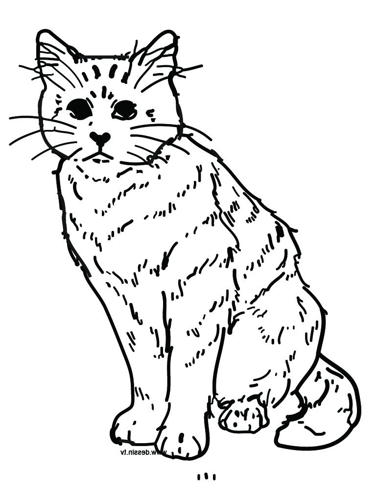 Coloriage Chat À Imprimer Cool Photos Gato Para Colorear intérieur Coloriage De Chats 