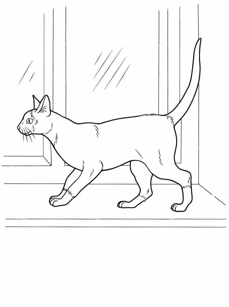 Coloriage – Chat Siamois intérieur Coloriages Chat