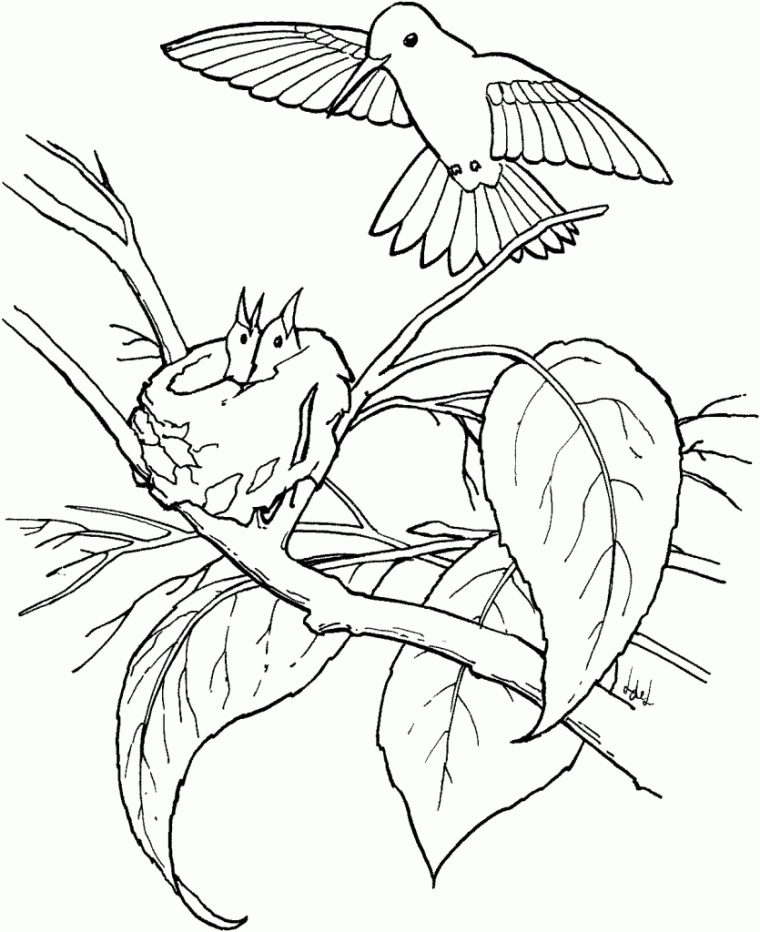 Coloriage Colibri Gratuit À Imprimer Pour Les Enfants concernant Grand Coloriage À Imprimer