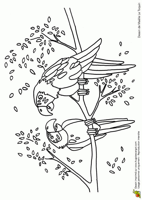 Coloriage Couple De Perroquets Sur Hugolescargot dedans Coloriage De Perroquet A Imprimer