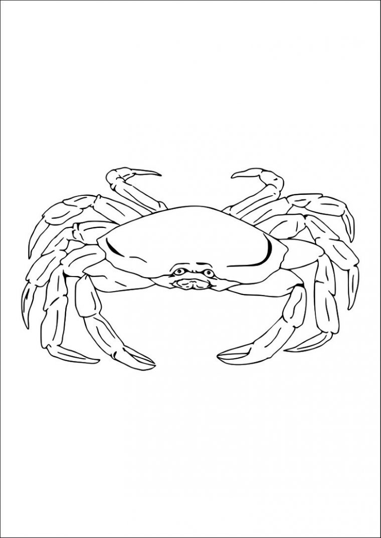 Coloriage Crabe – Oh Kids Fr à Coloriage De Crabe