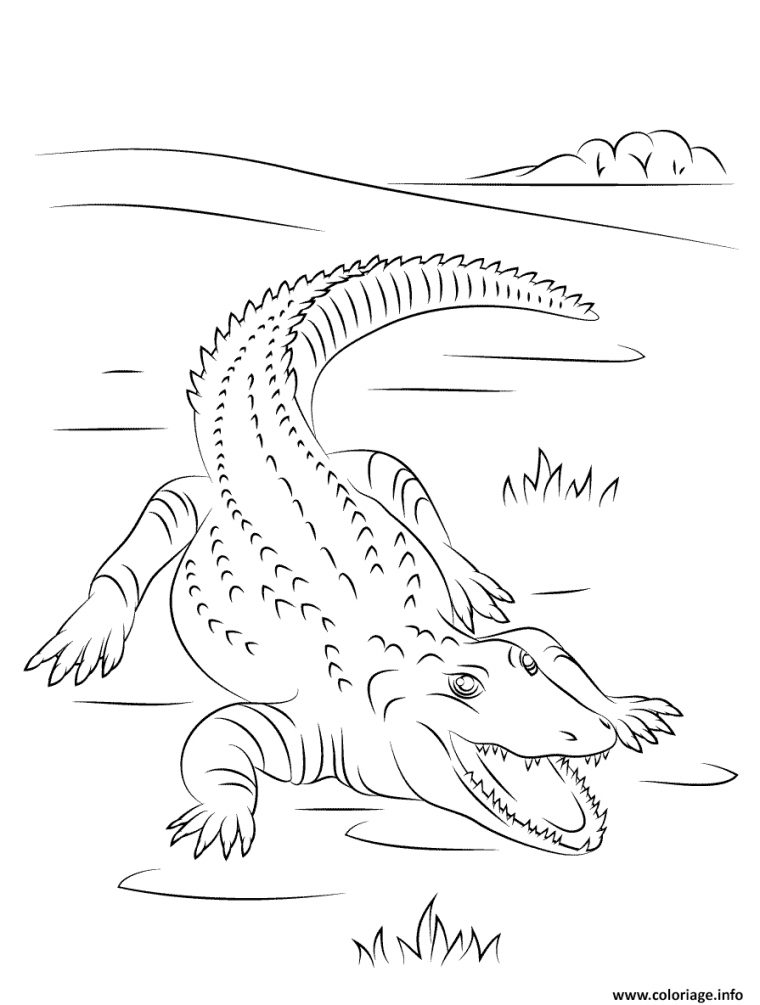 Coloriage Crocodile Du Nil Mignon Dessin Crocodile À Imprimer avec Coloriage Crocodile