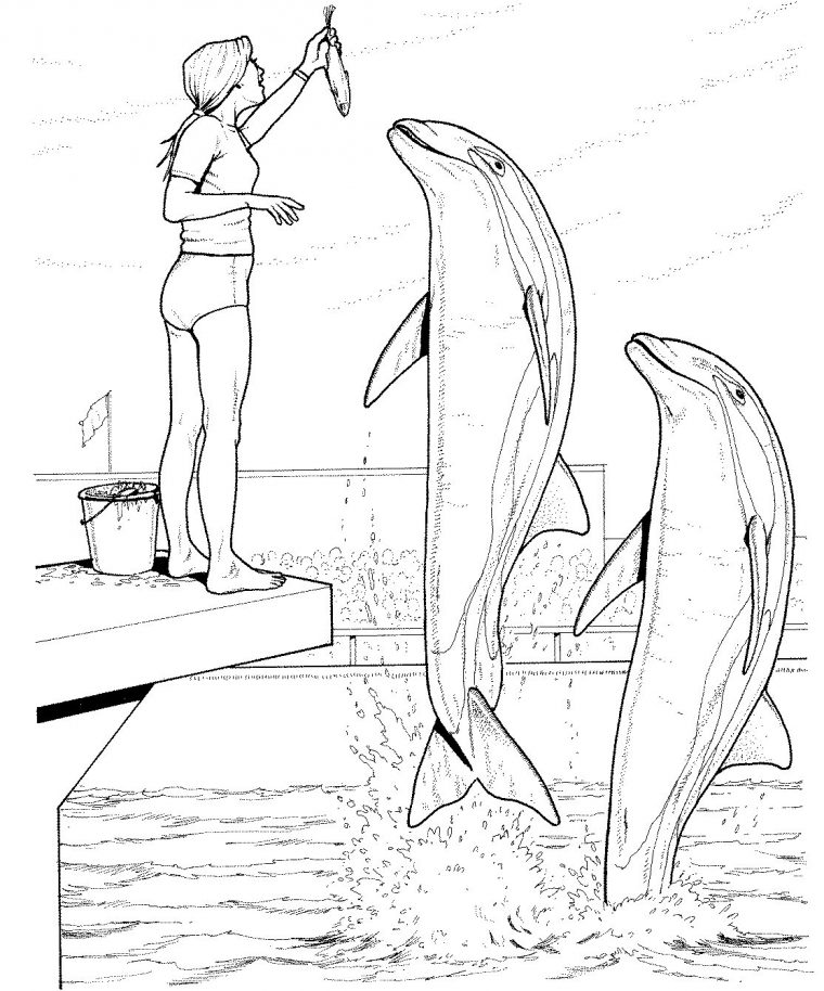 Coloriage Dauphin #5191 (Animaux) – Album De Coloriages dedans Coloriage Dauphin