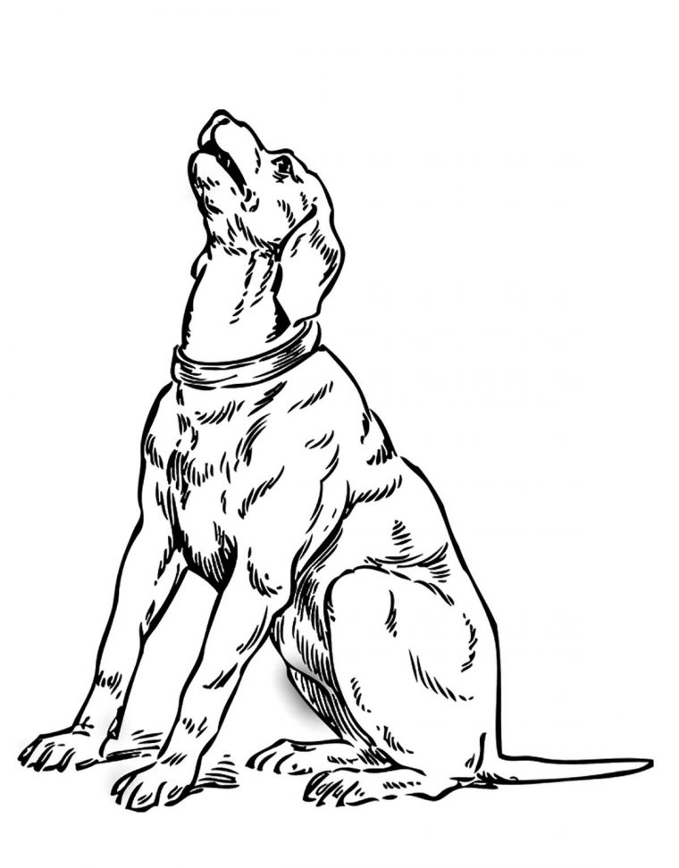 Coloriage De Chien À Imprimer Pour Enfants – Coloriages De destiné Dessin De Chien De Chasse A Imprimer