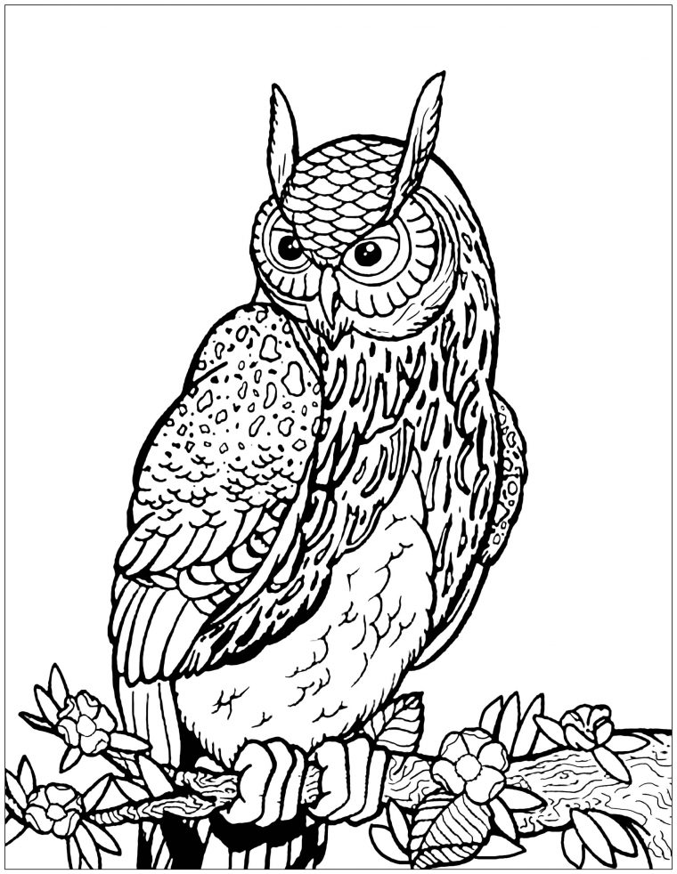 Coloriage De Hiboux À Imprimer Gratuitement – Coloriage De tout Dessins Hibou