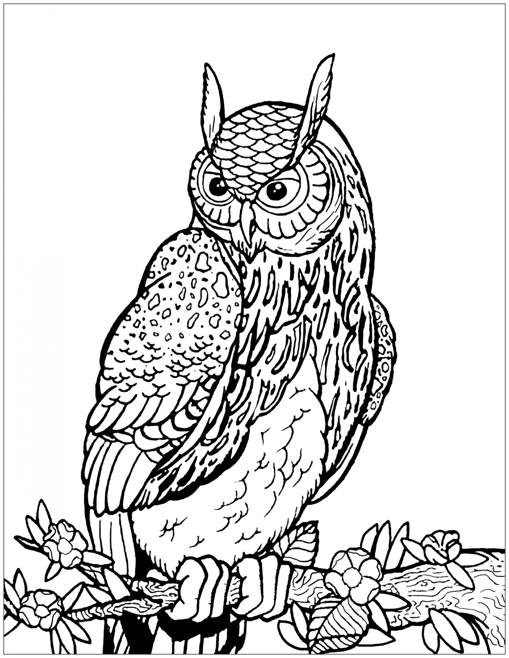 Coloriage De Hiboux À Imprimer Gratuitement - Coloriage De tout Dessins Hibou 