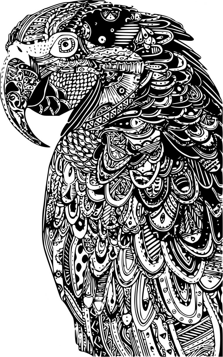 Coloriage De Perroquet A Imprimer – Gratuit Coloriage avec Dessin D Oiseaux A Imprimer Gratuit