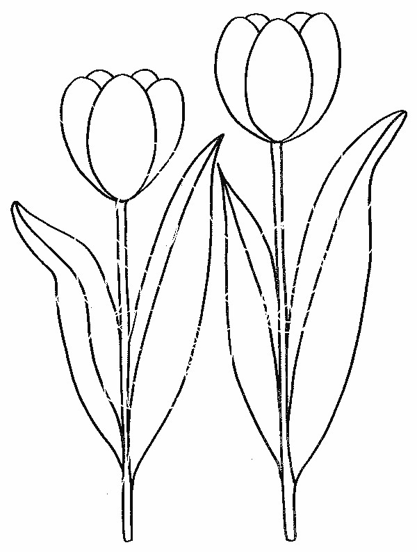 Coloriage Deux Fleurs De Tulipe Dessin Gratuit À Imprimer serapportantà Dessiner Une Tulipe 