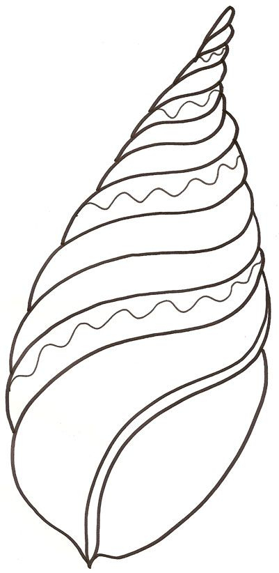 Coloriage D&amp;#039;Un Coquillage Pointu  Coquillage Dessin avec Coquillage Dessin 