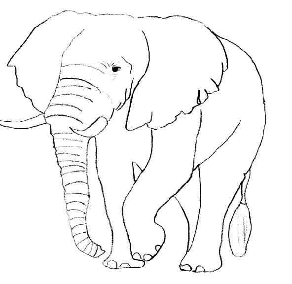 Coloriage Éléphant #6316 (Animaux) - Album De Coloriages destiné Coloriage Elephant
