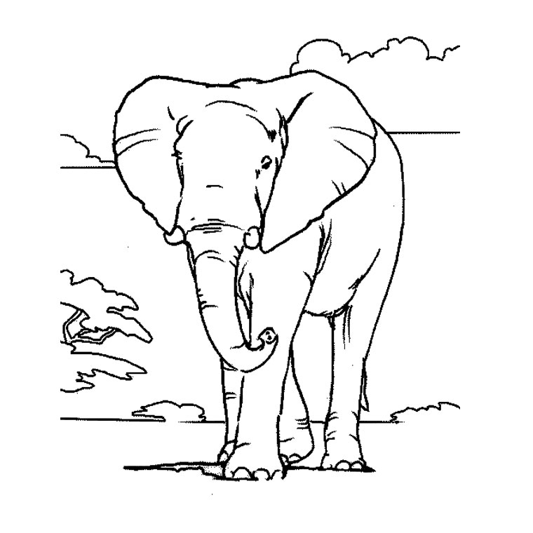 Coloriage Éléphant D'Afrique Gratuit À Imprimer - Afrocaneo à Éléphant Coloriage