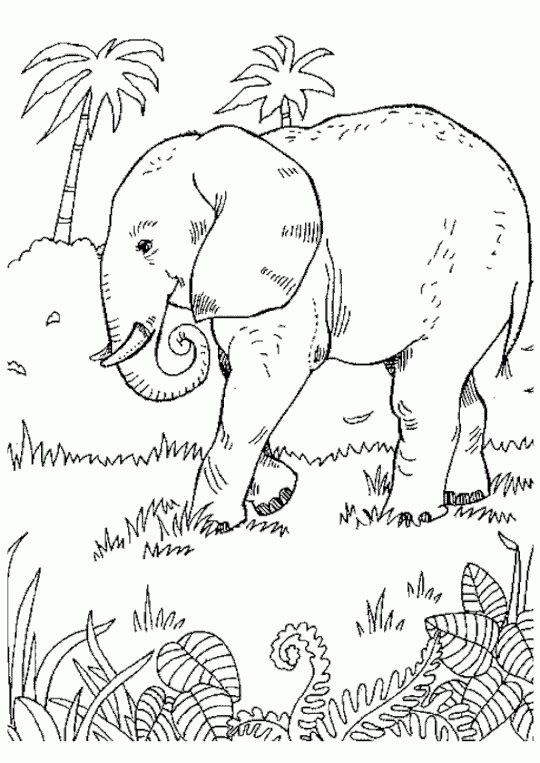 Coloriage Éléphant Savane  Jungle Coloring Pages encequiconcerne Éléphant Coloriage 