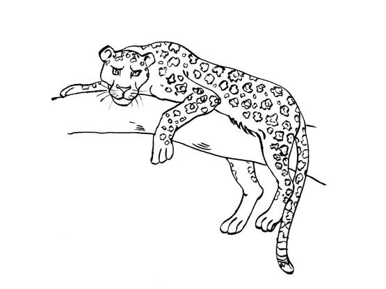 Coloriage Félin 4 - Coloriage Felins - Coloriages Animaux encequiconcerne Coloriage Félins 