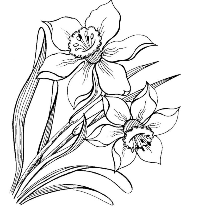 Coloriage Fleurs. De Belles Images Pour La Créativité Des à Coloriage De Fleur