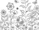 Coloriage Flower Meadow From Secret Garden Dessin Adulte destiné Coloriage Jungle À Imprimer