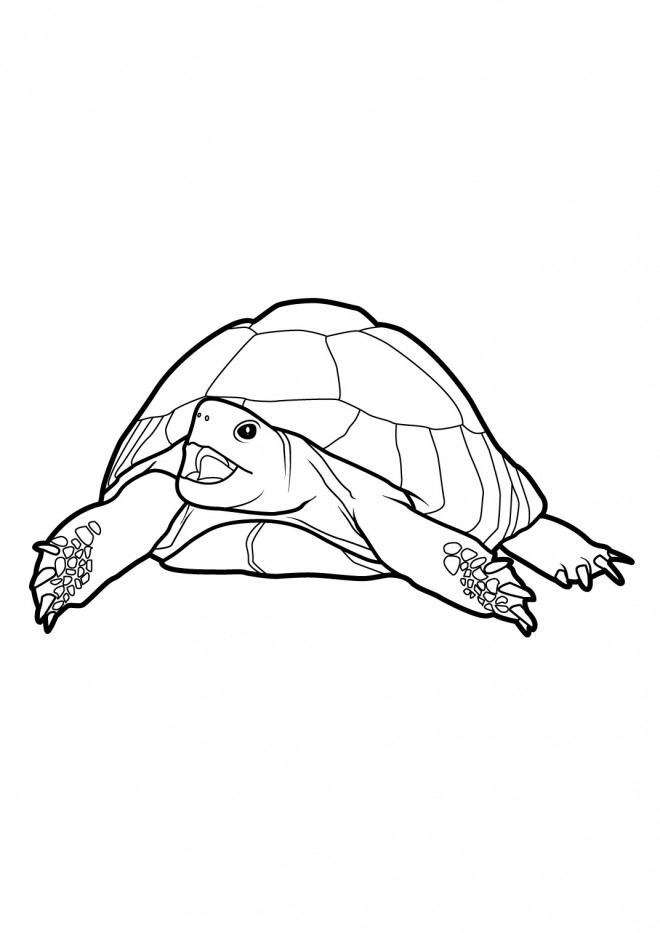 Coloriage Gigantesque Tortue De Terre Dessin Gratuit À à Coloriages Tortues Ninja À Imprimer 