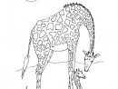 Coloriage Girafe D'Afrique Dessin Gratuit À Imprimer dedans Dessin D Animaux À Imprimer