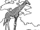 Coloriage Girafe En Ligne Gratuit À Imprimer encequiconcerne Coloriage Savane Africaine