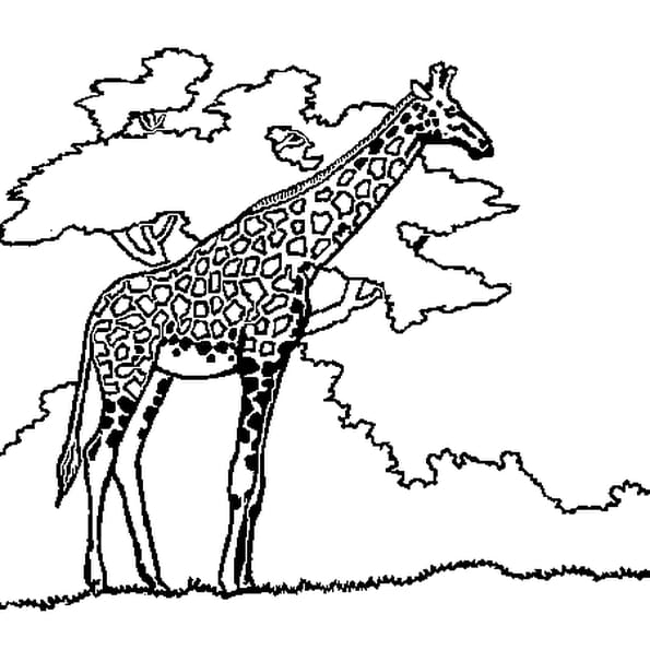 Coloriage Girafe En Ligne Gratuit À Imprimer encequiconcerne Coloriage Savane Africaine 