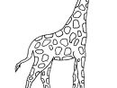 Coloriage Girafe Gratuit À Imprimer destiné Coloriage Girafe