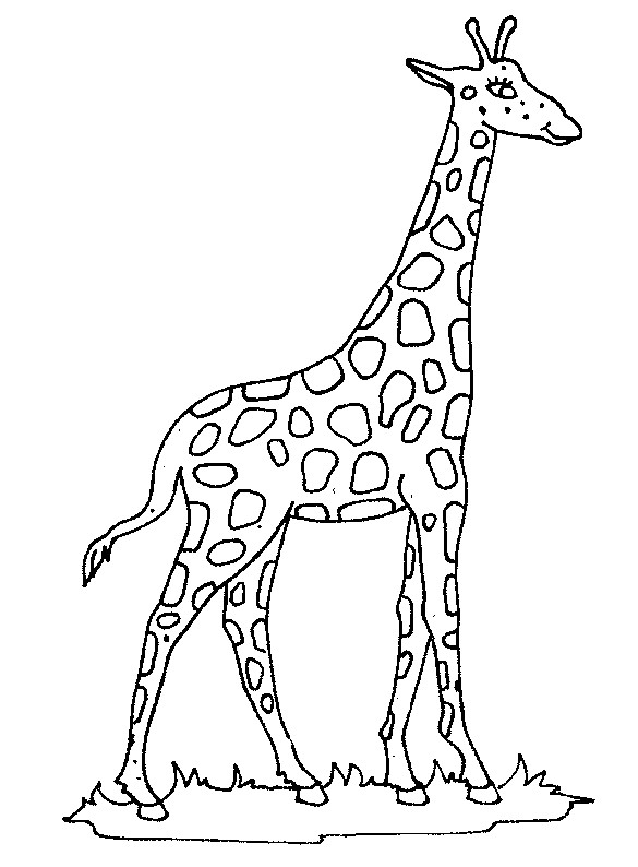Coloriage Girafe Gratuit À Imprimer destiné Coloriage Girafe 