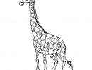 Coloriage Girafe Madagascar Dessin Animaux À Imprimer à Coloriage Girafe