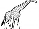 Coloriage Girafe Mammifere De La Savane Africaine Dessin pour Dessin Savane