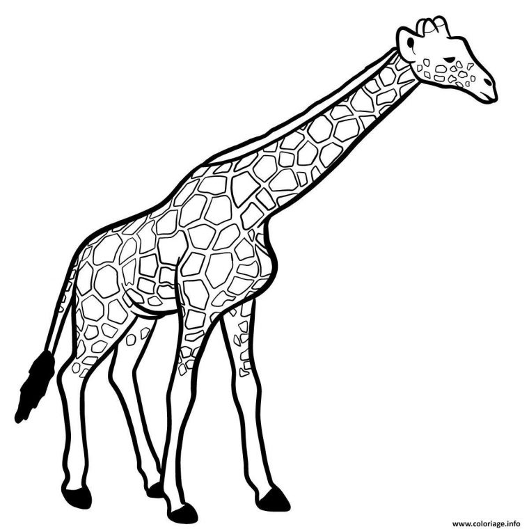 Coloriage Girafe Mammifere De La Savane Africaine Dessin pour Dessin Savane