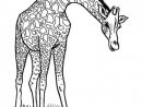 Coloriage Girafe Maternelle Dessin Gratuit À Imprimer encequiconcerne Dessin Girafe Facile