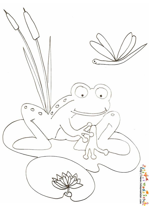 Coloriage Grenouille Sur Le Nenuphar  Coloriage pour Nénuphar Dessin 