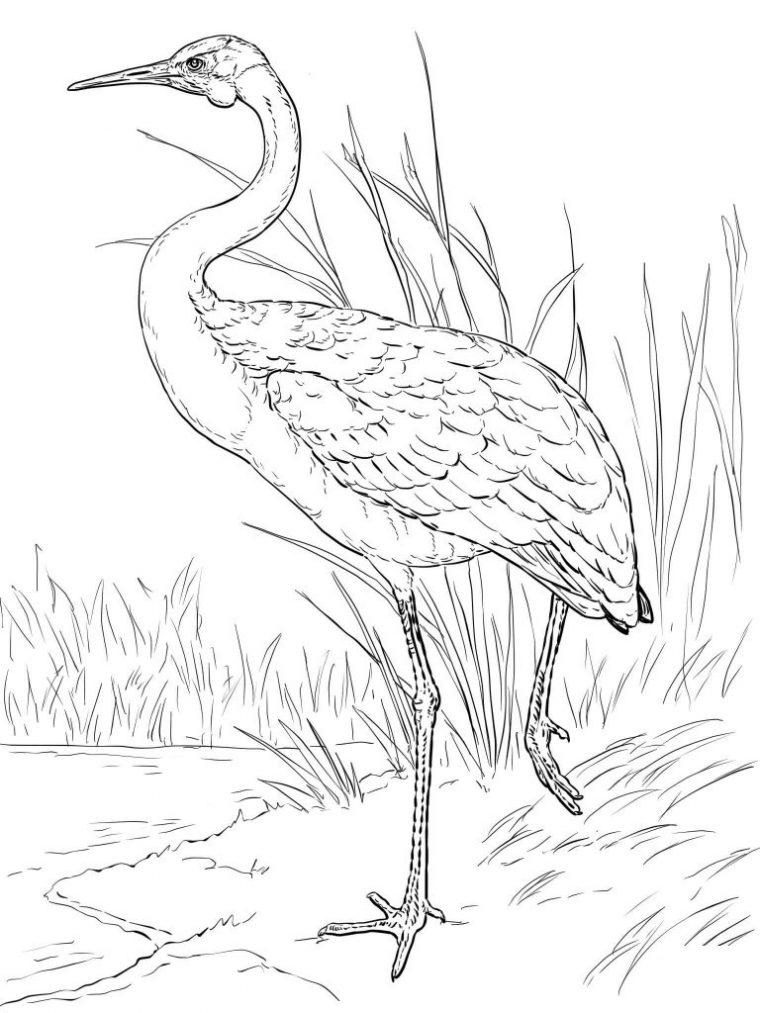 Coloriage Grue Brolga Dessin Gratuit À Imprimer tout Coloriage Grue