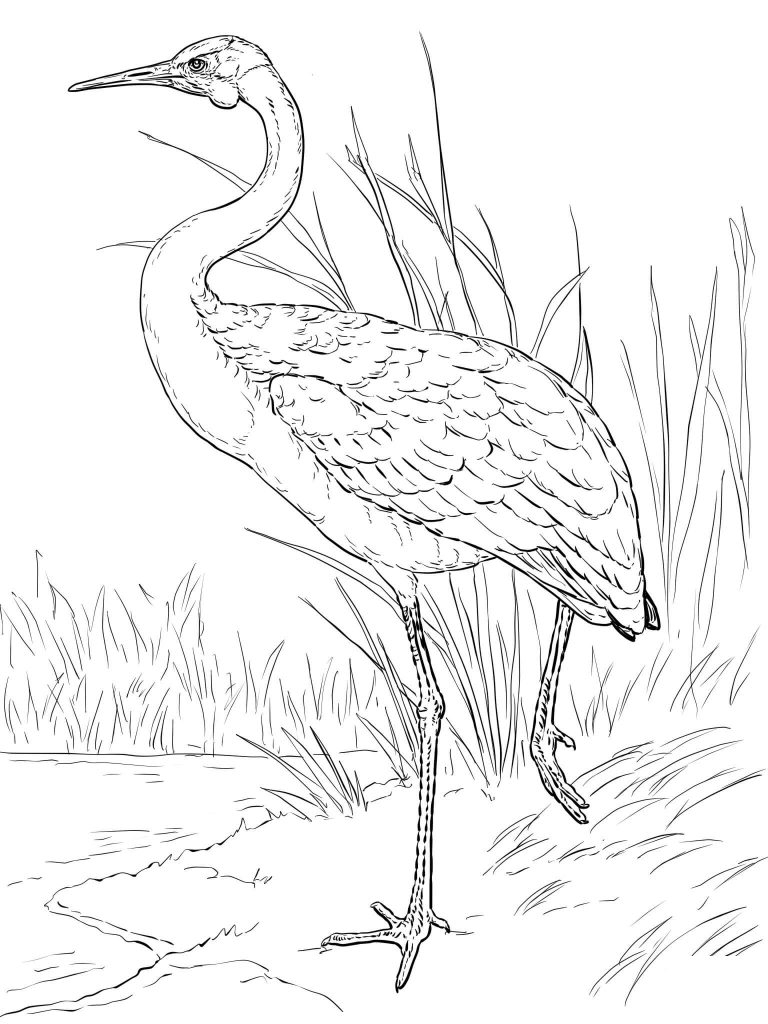 Coloriage Grue Brolga Dessin Gratuit À Imprimer tout Coloriage Grue 