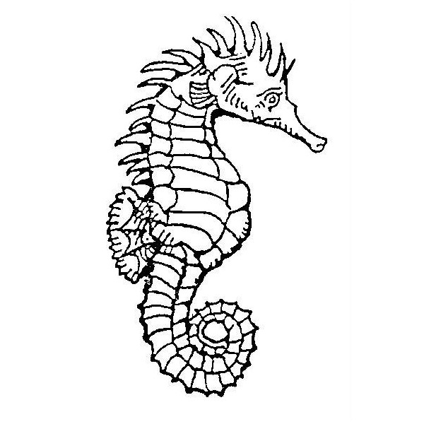 Coloriage Hippocampe #18715 (Animaux) - Album De Coloriages tout Hippocampe Dessin 