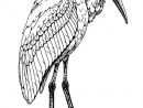 Coloriage Ibis - Coloriages Gratuits À Imprimer - Dessin 16627 pour Coloriag